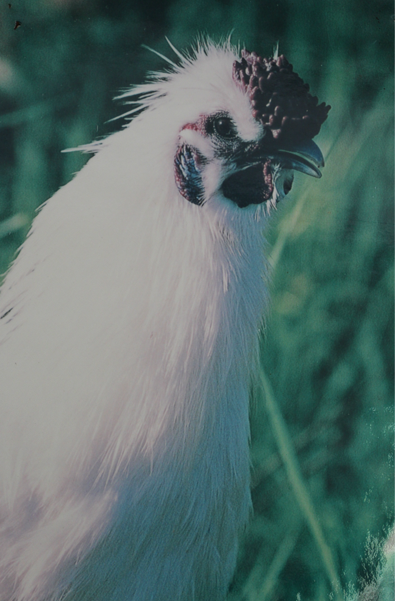 乌鸡(公)标准像