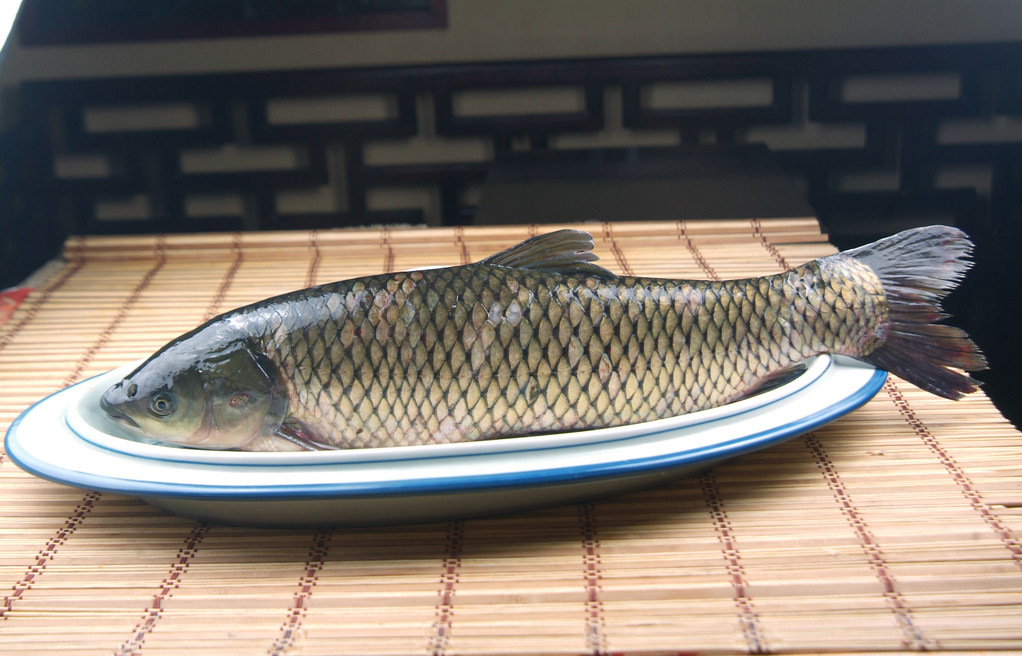 现货热销 淡水活草鱼 鲜活大草鱼 小草鱼 品质优良 营养鲜.