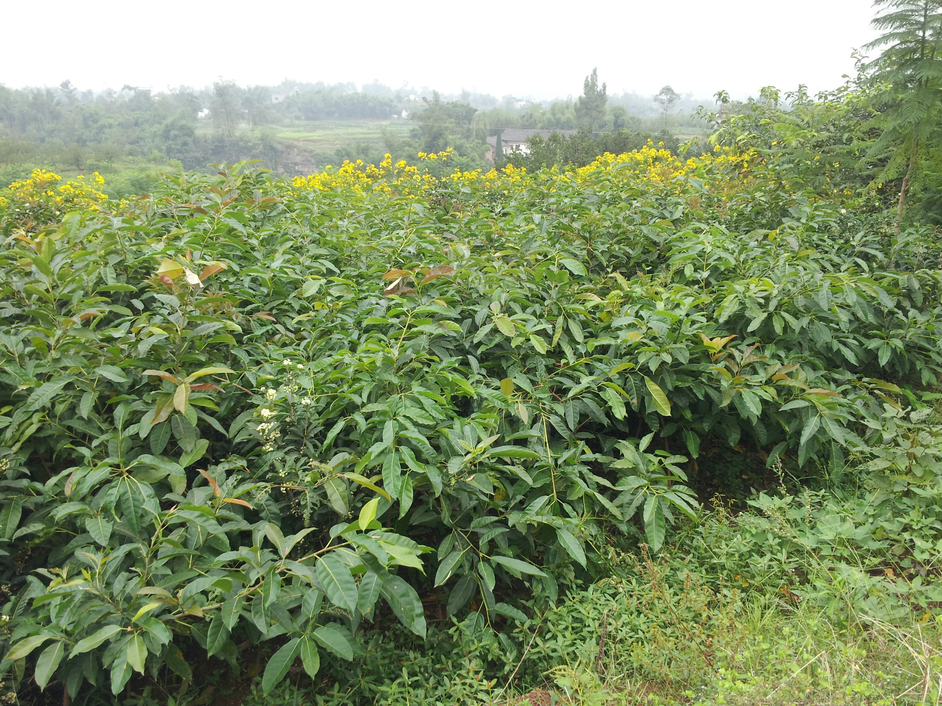 大量销售米径1到2公分的黄桷树 黄葛树种苗