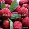 Fruit tree seedlings/Fruit seedling Dongkui seedlings Dongkui Sapling Hunan Guomiao wholesale Fruit tree seedlings/Fruit seedling Dongkui seedlings Dongkui Sapling Hunan Guomiao wholesale