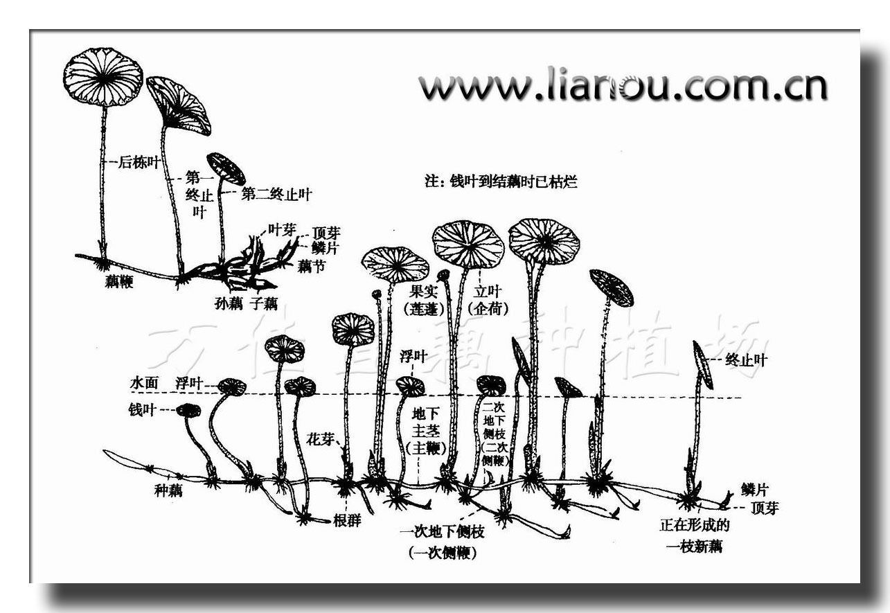 莲藕的生长过程高清图图片