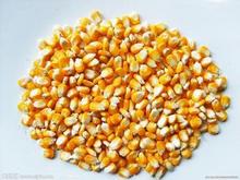 玉米喂鸡喂鸭玉米农家玉米 玉米饲料玉米新玉米干玉米籽