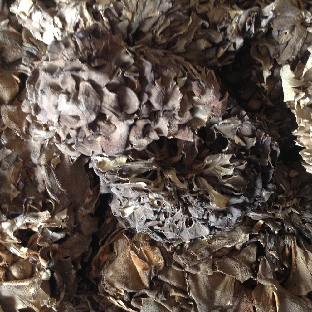 2016年新货-产地直销 干灰树花