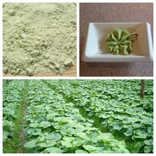 常年供应寿司用 WASABI POWDER（青芥辣）