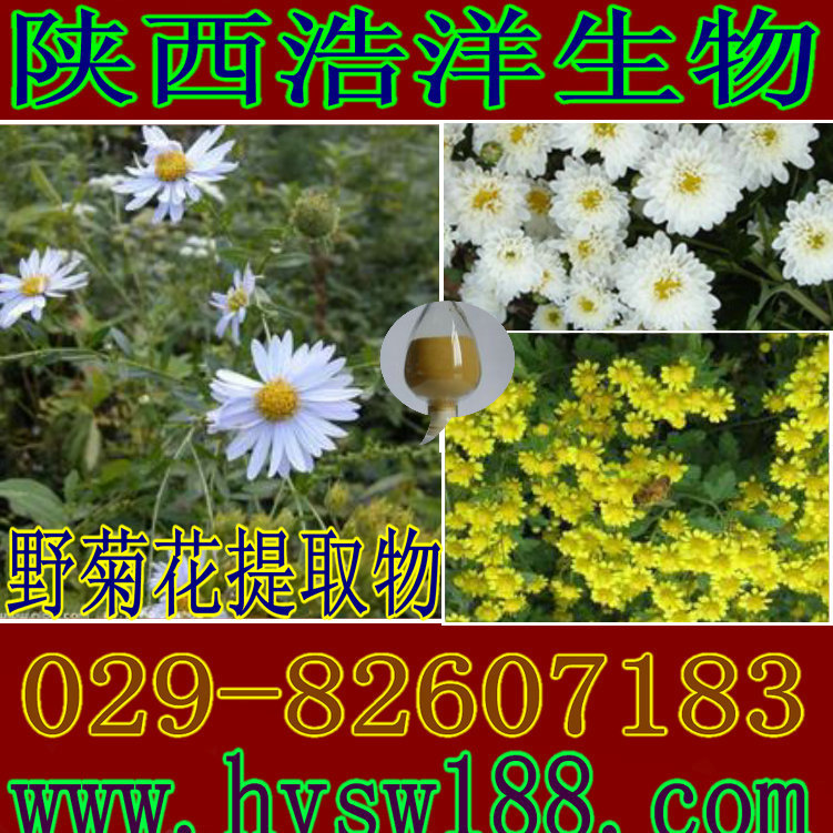 野菊花