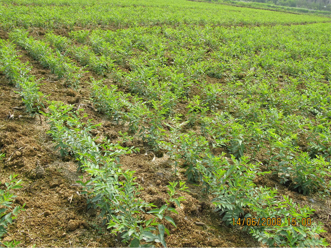 批发盆栽果树苗嫁接枣子树苗珍惜品种大蜂蜜罐枣树苗 果大极甜