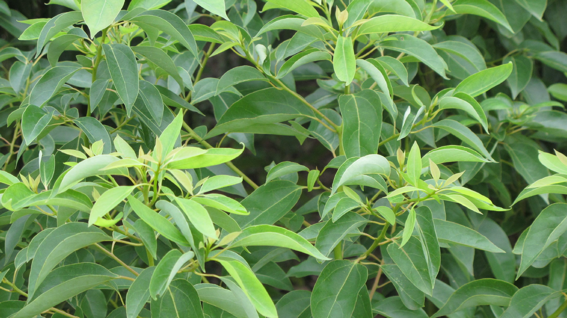 大量供应 绿化树苗, 小叶香樟树苗 量大从优