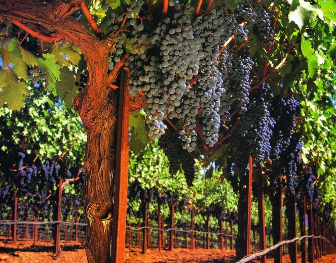 精选新鲜黑加仑葡萄黑提子水果批发水果团购