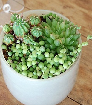 多肉植物 情人泪 迷你盆栽净化空气吸甲醛【珍珠吊兰】不带盆