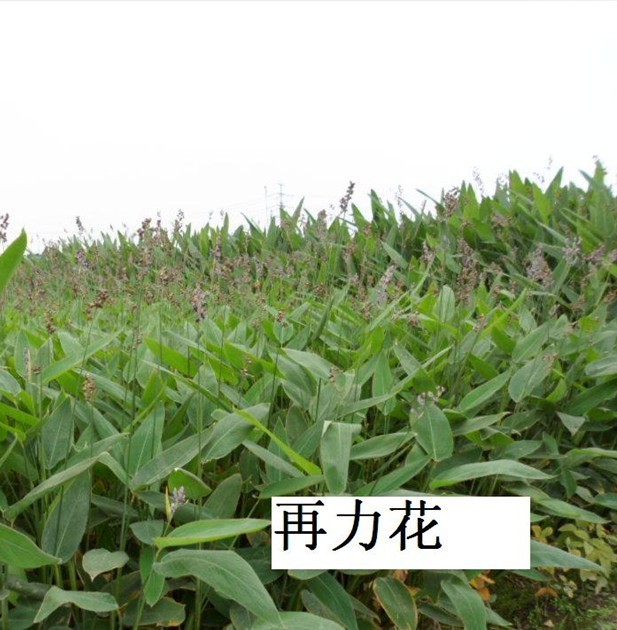 再力花水生植物再力花苗水生再力花易管理水体绿化规格齐全