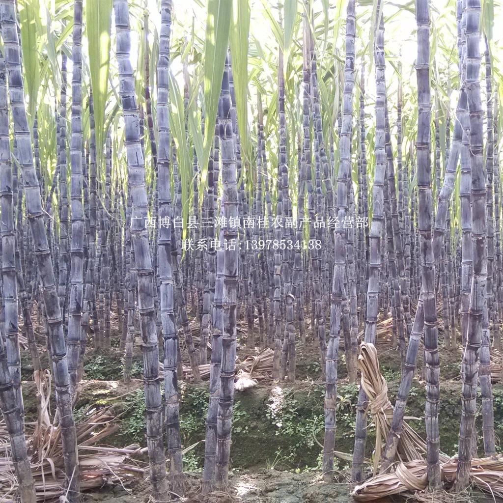 广西黑皮甘蔗_广西水果产品供应批发_甘蔗之