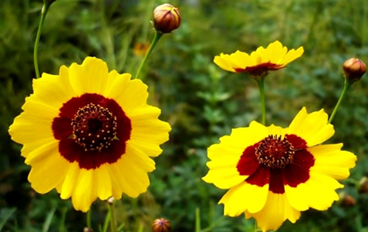 5 c 天一果业 天山雪菊花 血菊批发 花茶 新疆茶 昆仑山雪菊散