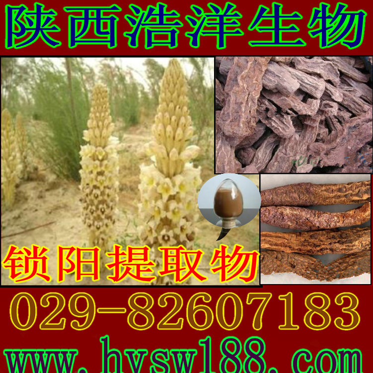 锁阳