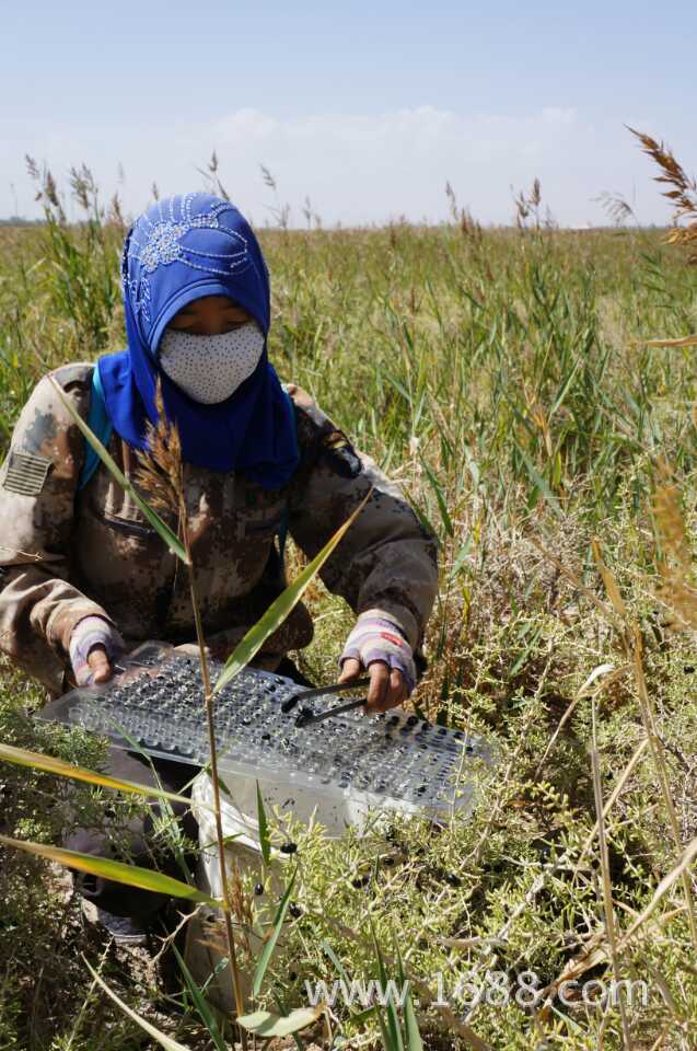 地 &mdash;&mdash;海拔4000多米的世界屋脊青藏高原柴达木盐碱盆地,在