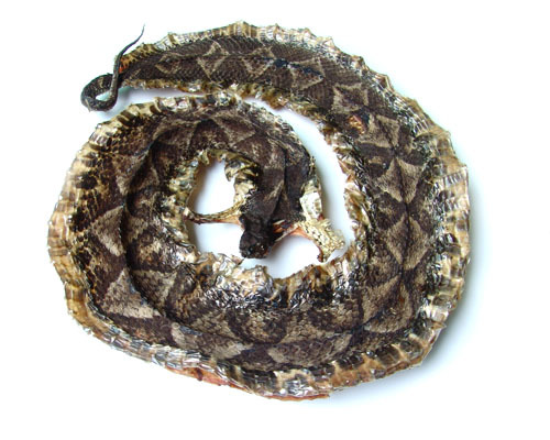 中药制药厂药用蛇干