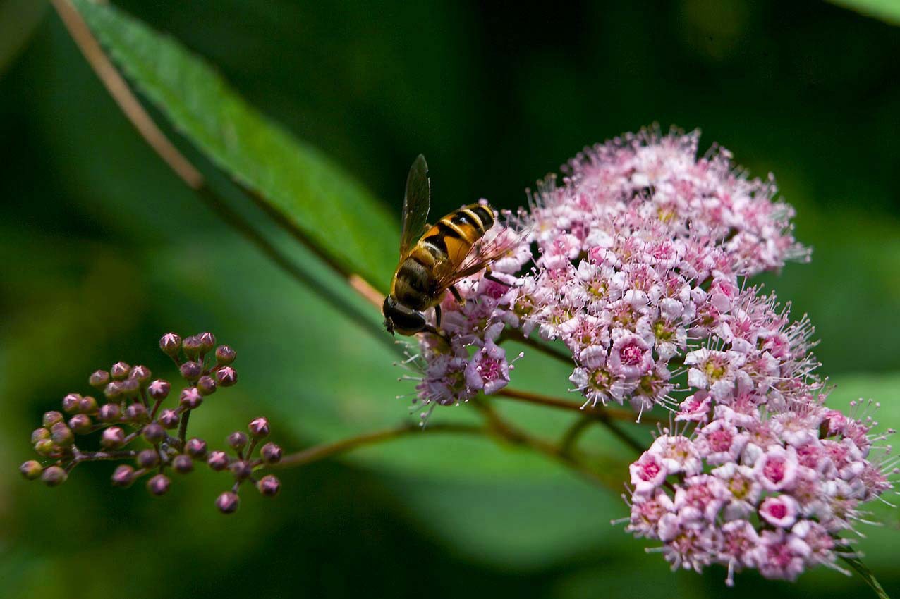 绣线菊提取物 浓缩 天然原料供应 保健上海厂家现货oem