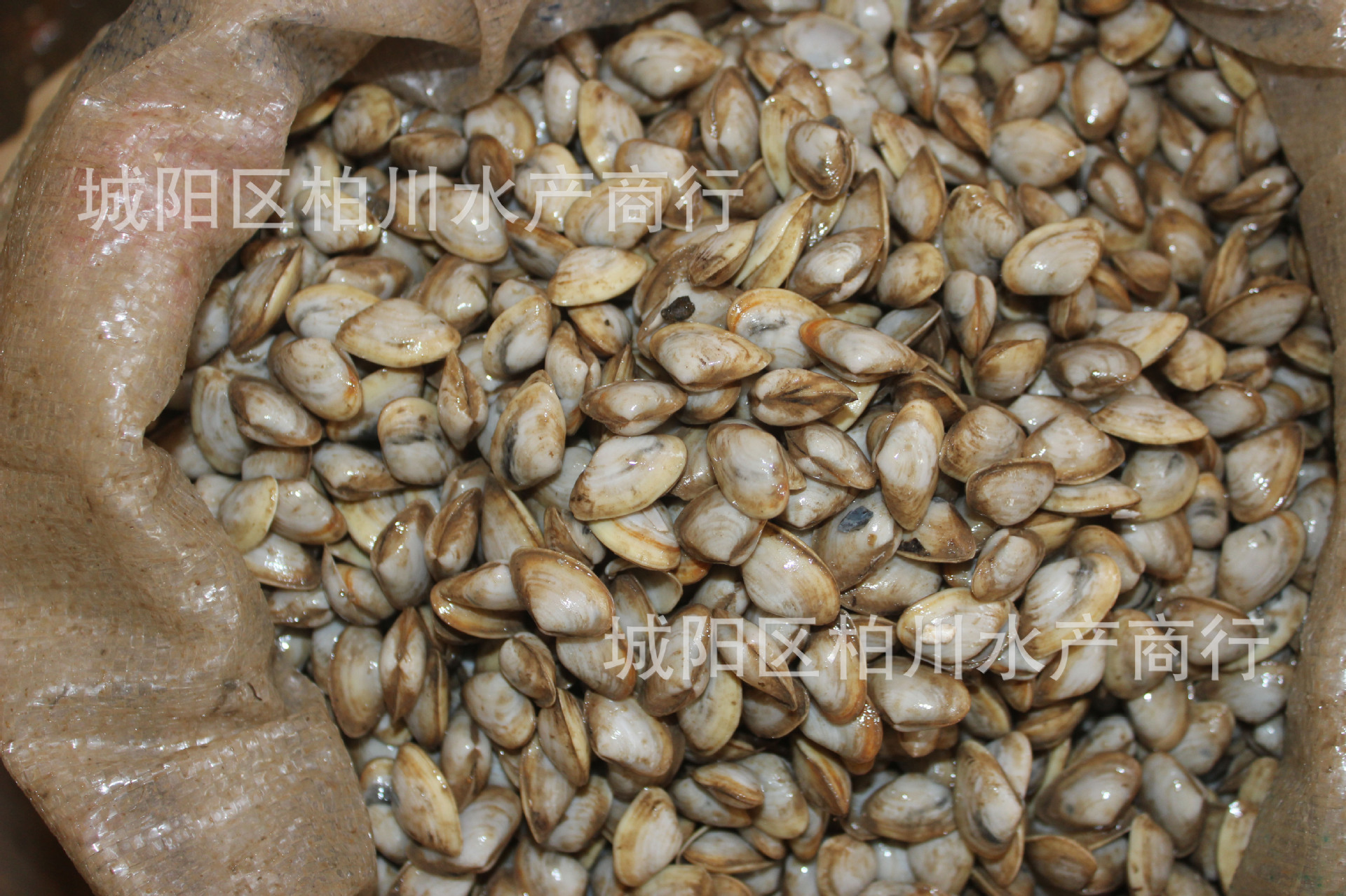 大量鲜活海沙子,白海瓜子,海鲜贝类水产品