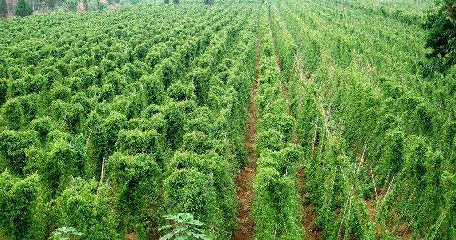 我要发芽 蔬菜种子 山药种子 山药豆 淮山药麻山药 抗衰老 6粒/包