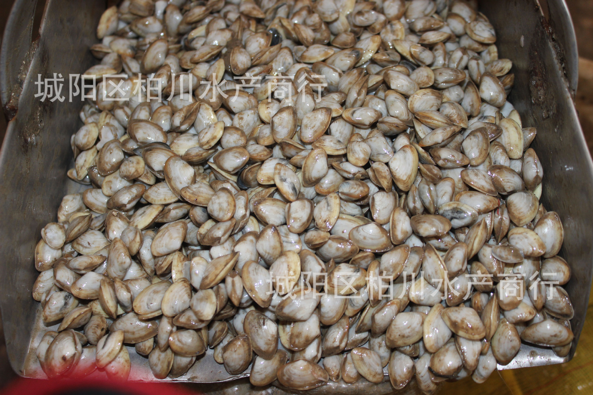 大量鲜活海沙子,白海瓜子,海鲜贝类水产品