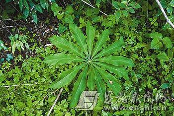 尸儿七提取物 头顶一颗珠提取物 佛手七提取物