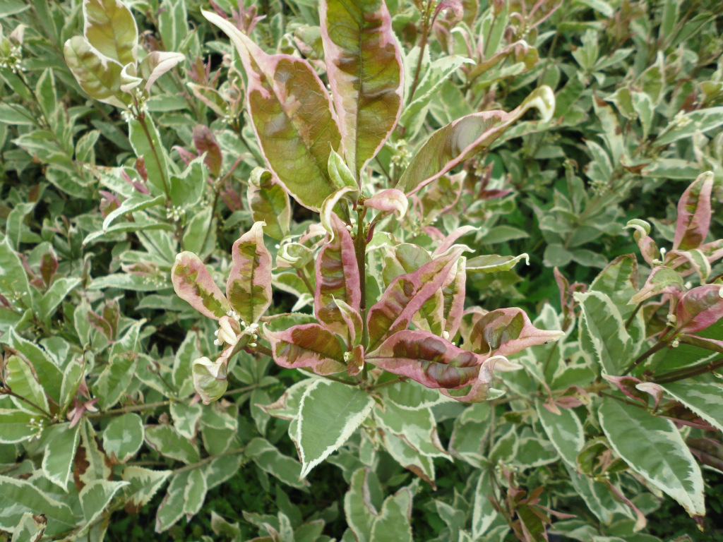 银边桂花又名金边彩叶桂,金边桂花小苗直销