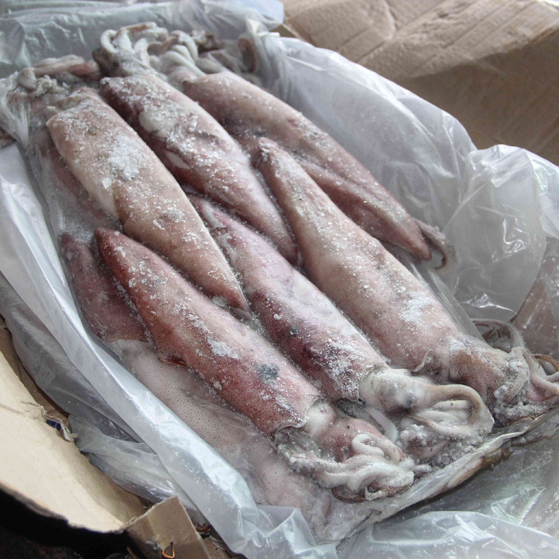 批发新鲜水产品船冻乌贼 肉质鲜嫩冰冻红鱿鱼 冷冻乌贼 饲料鱼