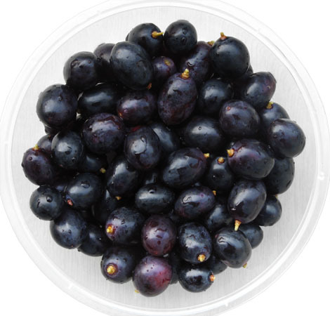 湖南果苗批发 特价供应夏黑嫁接葡萄苗 特脆无核 美国黑葡萄苗