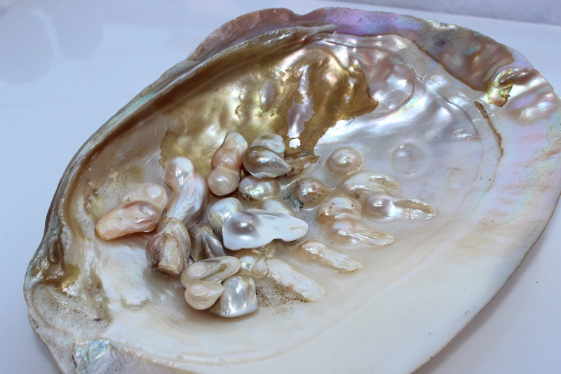 源头货源 珍珠蚌壳 淡水蚌壳