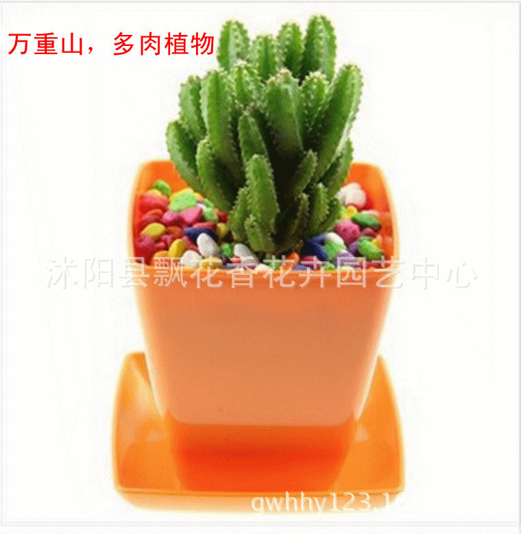 批发仙人掌多肉植物(万重山)盆栽花卉 含盆
