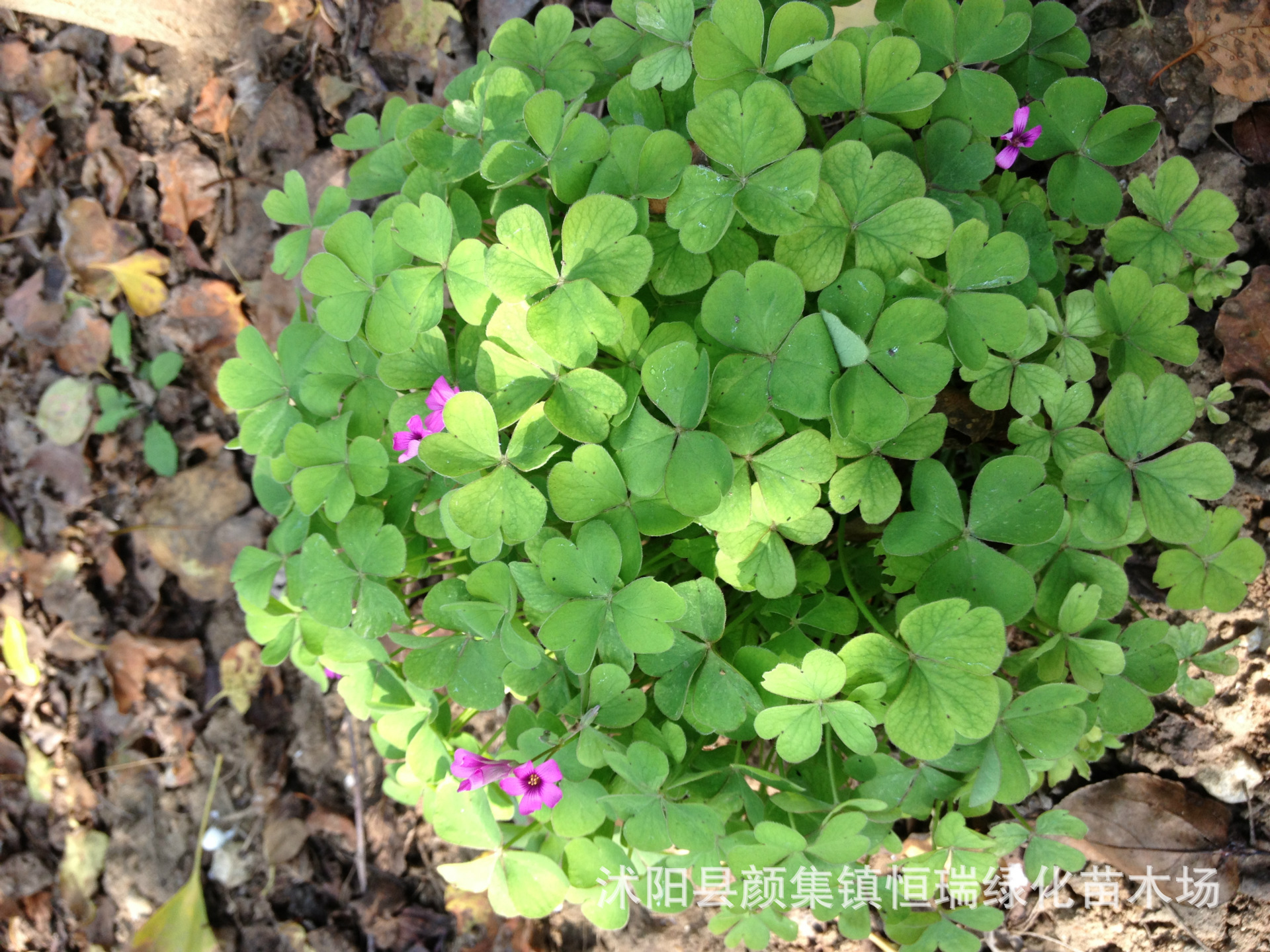 商品描述园林用途盆栽,花带,地被,花坛,湿地绿化是否做一二年生栽培是