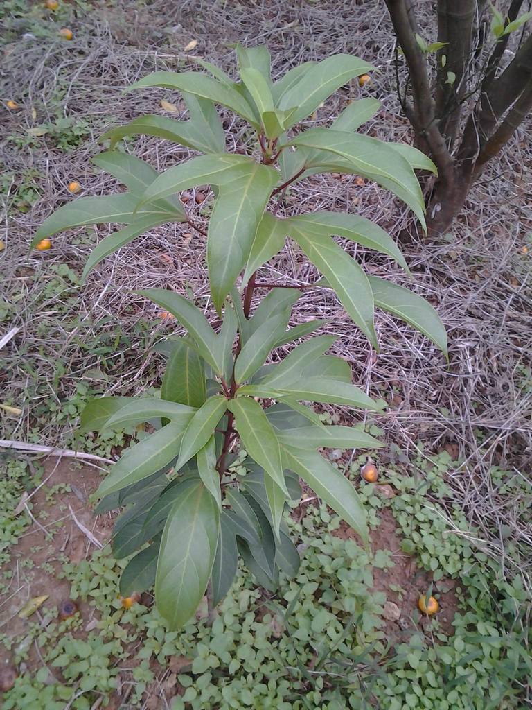 供应半枫荷树苗