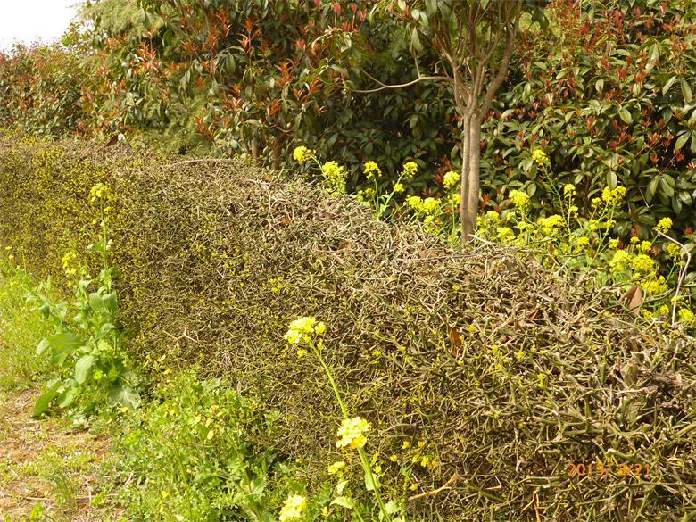 篱笆墙枸橘苗带刺苗木枳壳苗枸橘刺枳壳苗供应湖北铁篱寨苗围墙用