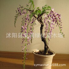 庭院绿化观花植物爬藤花卉 紫藤树苗 紫藤 紫藤苗 紫藤花苗好成活