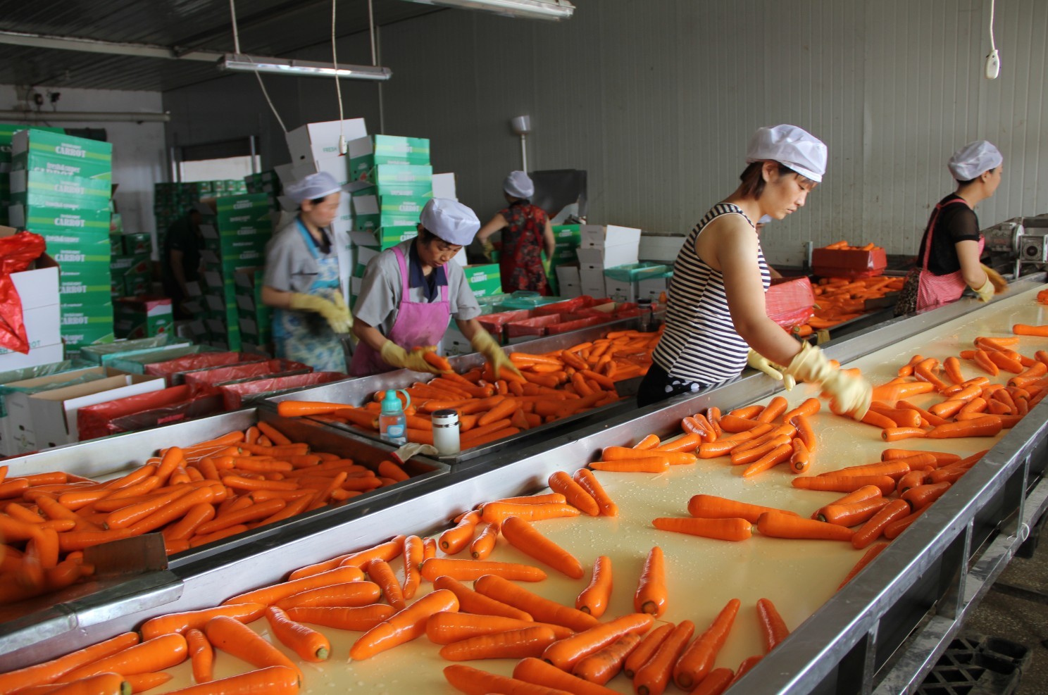 直销绿色无污染胡萝卜 厂家大量供应       2012年公司加工生产蔬菜3