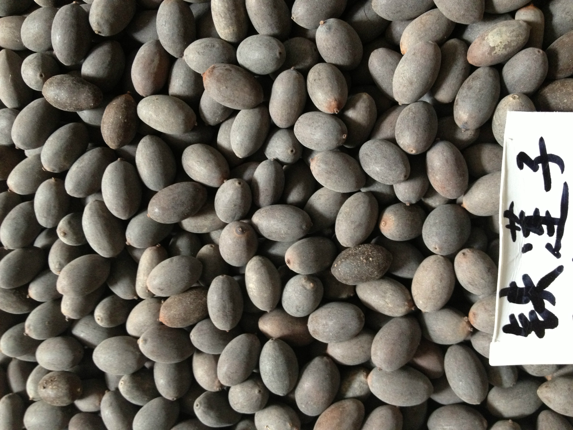 批发工艺品用铁莲子,石莲子,壳莲子,带皮莲子,苦石莲菩提子