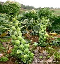 抱子甘蓝价格_今日最新抱子甘蓝价格行情走势