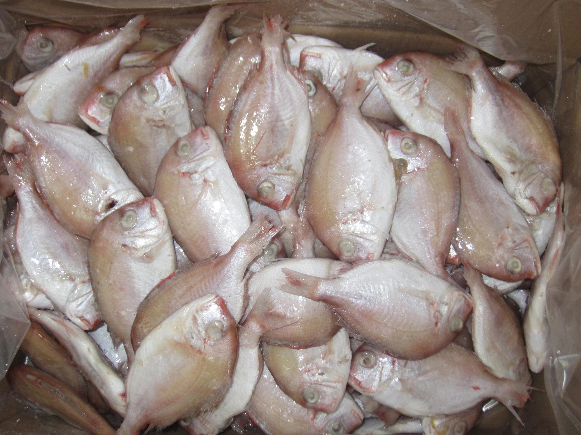 供应 厂家直销 红立鱼7/8条一斤