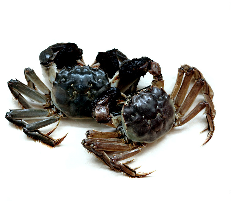 淡水太湖大闸蟹