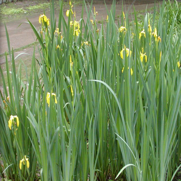 黄菖蒲 水生植物 黄昌蒲苗 荷塘绿化 盆栽花卉          菖蒲叶丛翠绿