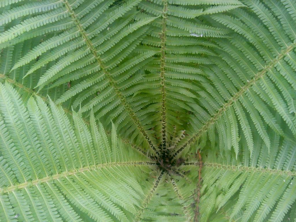 粗茎鳞毛蕨,酷似小铁树