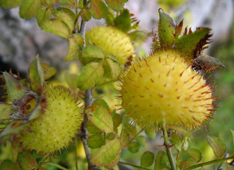 特级刺梨果 批发 花草茶代加工 oem