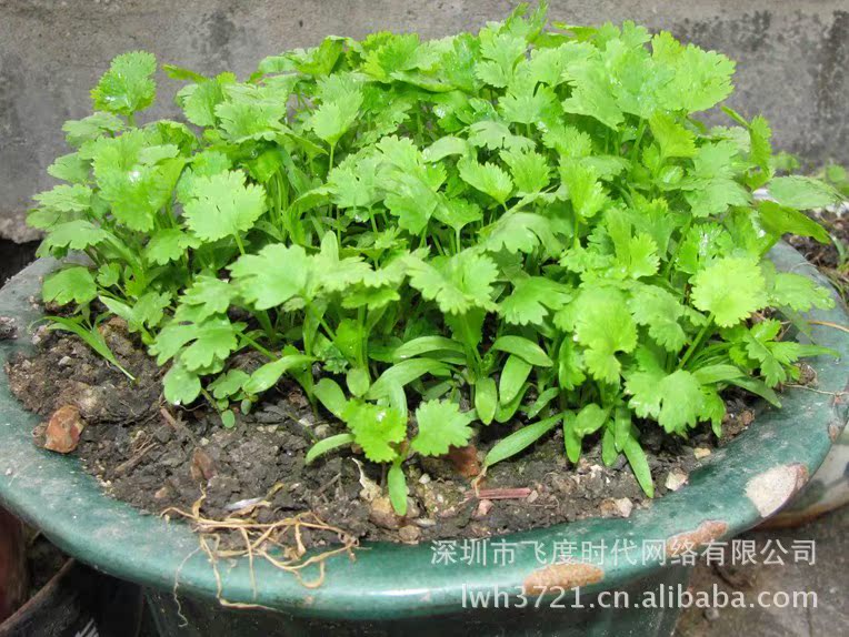 我要发芽 蔬菜种子 四季香菜 芜荽 胡菜 香