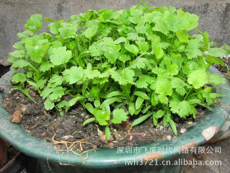 我要发芽 蔬菜种子 四季香菜 芜荽 胡菜 香