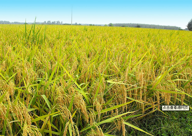 晚籼稻谷 有机大米 高山***无污染大米 饭粒长,饱.