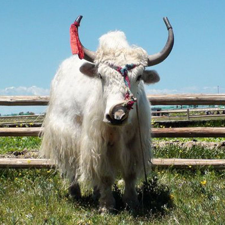 旅游白牦牛影视白牦牛可以骑的白牦牛哪里能买到可以骑的牦牛