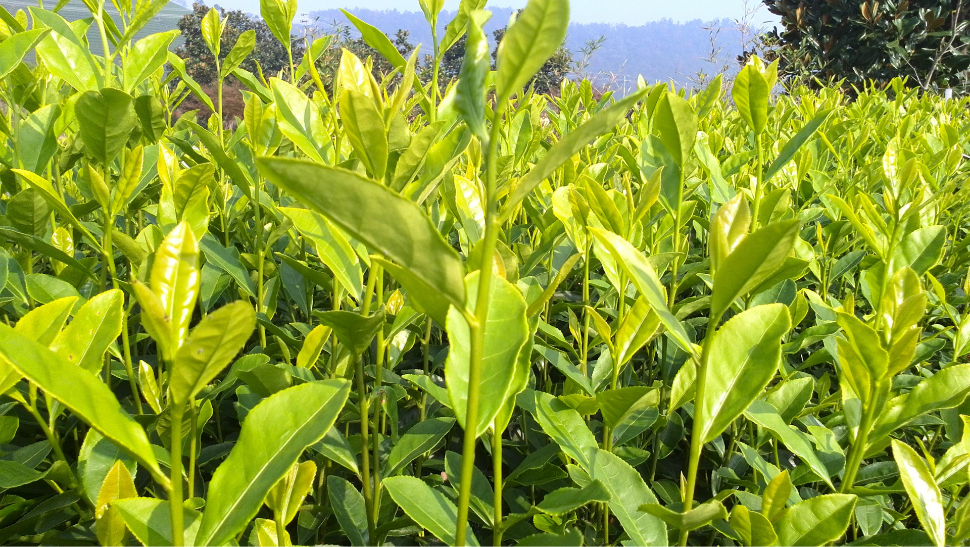 厂家直销新品种高品质安吉新品种黄茶苗千年雪黄茶苗