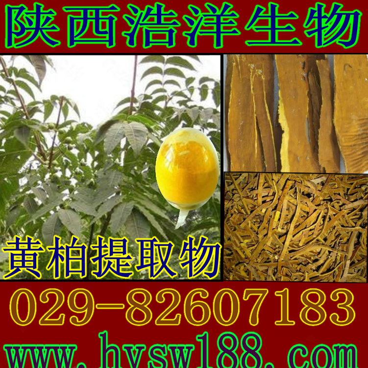 黄柏