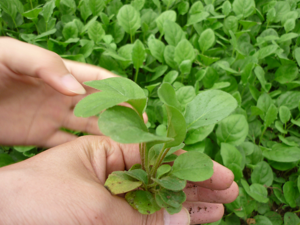 云南基地优质 非洲菊 菊花 扶郎 弗朗批发 鲜花批发鲜切花
