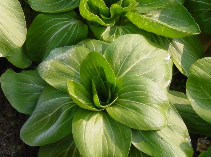 蔬菜种子 春秋绿油菜 春秋小白菜 耐寒抗逆强品质好油白菜 20g/袋