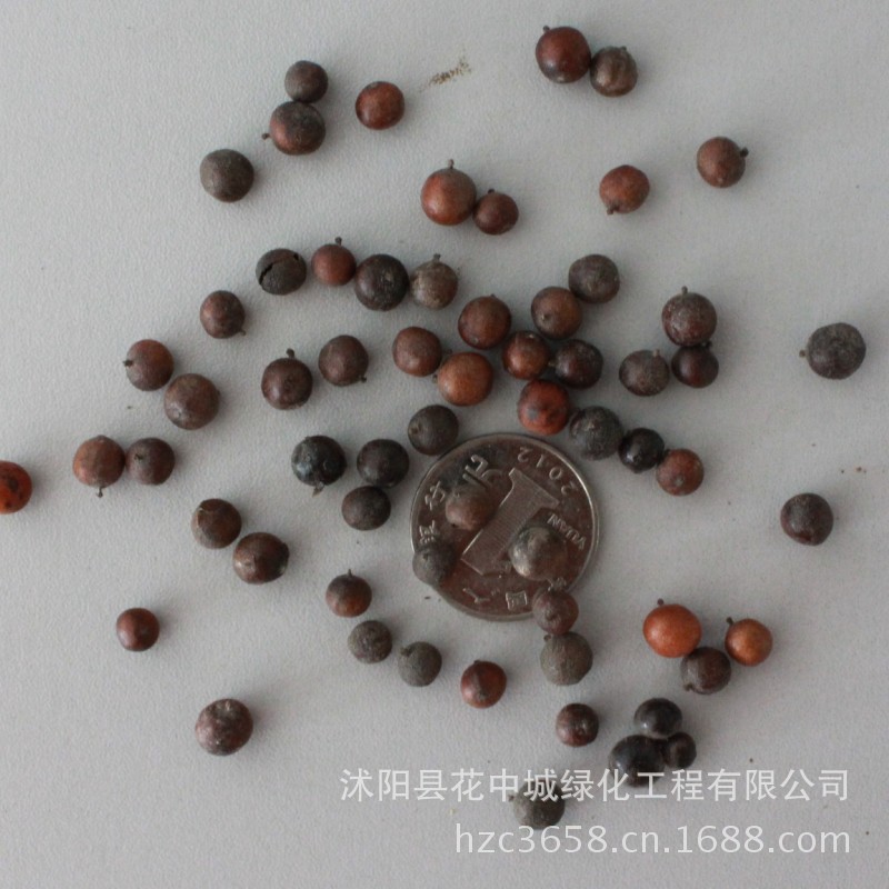 绿丰耀种业 批发灌木花卉种子 天竹 南天竹 南天竺种子